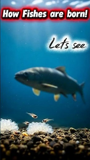 How Are Fish Born? | External Fertilization Explained #nature #science #marinelife #biology #fish