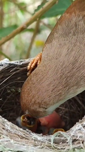 Yellow Eyed Babbler Resting In Nature (Part 4) #shorts #yt