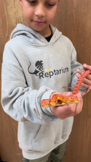 Check out all the color’s of the rainbow with these beautiful corn snakes! Which one is your favorite? 🐍 #reptiles #snakes #morphs #snake #reptile #reptikesoftiktok #animals #snakesoftiktok #wild #