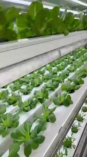 Farm In A Box: Hydroponic NFT Container Farming – Amazing Growing Results!#hydroponics #agriculture