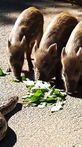 Wild Boar Piglets vs Python | Curious Piglets Confront Giant Snake in the Wild #PigletsVsPython #WildBoarPiglets #PythonEncounter #WildlifeMoments #AnimalBehavior #NatureDocumentary #reels | Frederick4k
