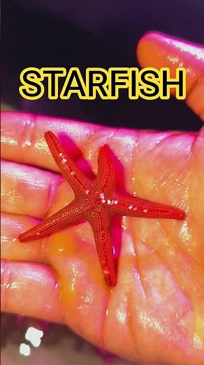 Red Sea Starfish Care Guide | Everything You Need to Know About This Beautiful Saltwater Starfish