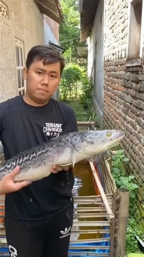 My Monster Toman Fish Died I Bought Another Monster Toman Fish #toman #tomanfish #monstertoman #buy