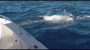 1.4K views | Airtime! This guy spent more time in the air than in the water - Black marlin tussle on the new International VI - Enjoy. Tag a mate who needs to catch a marlin right now! | PENN Fishing | Facebook