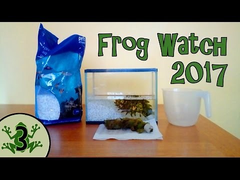 Frog Watch 2017 - How To Look After Tadpoles And Frogs - Setting Up An Aquarium [3]