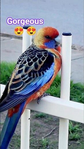 The Surprising Behavior of the Adelaide Rosella #rosella #parrot #birdwatching