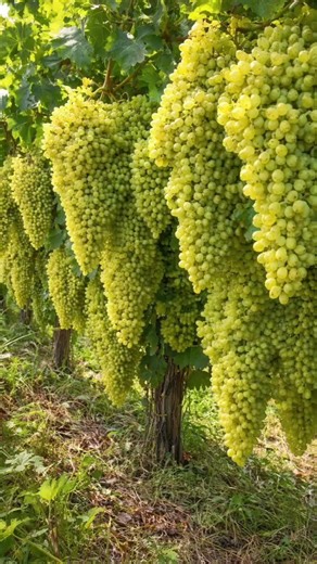 amazing grapes 🍇🍇🍇 varieties in one frame 🖼️ #grapenation #grapepropagation #fruit #grapecity #fruit