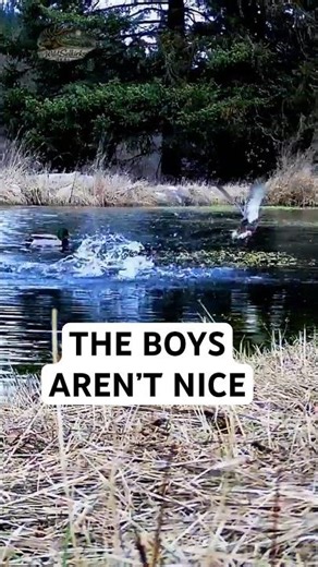 The Ducks Turned the Pond into Chaos