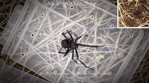 Latrodectus karrooensis卡鲁寇蛛/卡鲁黑寡妇蜘蛛，产地雨季游走 野外记录 自制
