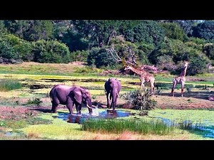 The New Tembe Camera Captures Stunning Animals!