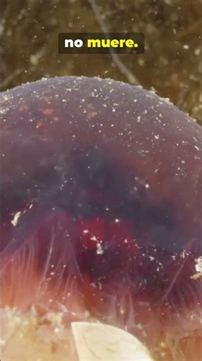 “La medusa inmortal que desafía la muerte” #CuriousArchivos#NaturalezaMisteriosa#MedusaInmortal