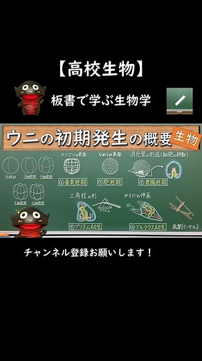 ウニの初期発生の概要【134生物】#桑実胚 #胞胚 #板書で学ぶ生物学 #原腸胚 #プリズム幼生 #プルテウス幼生 #高校生物 #勉強 #生物
