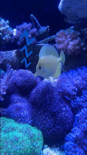 Bubbles finding Nemo #fypシ #aquariumfish #viral #reef #findingnemo #shorts
