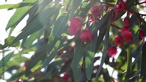 Red flowering eucalyptus gum tree swaying in breeze. Australian native plant.