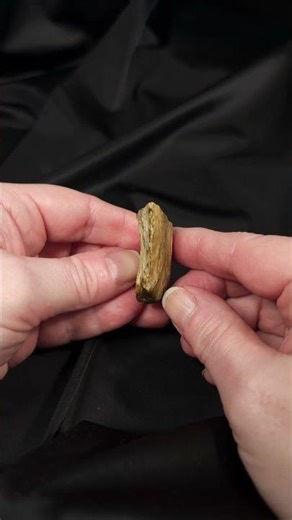 Slice of petrified wood #fossil #rockhounding #petrifiedwood