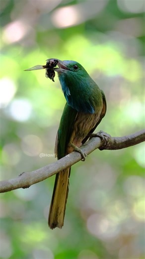 54K views · 558 reactions | Bee bearded Bee Eater Wincent t4NkF #bird #nature #wildlife | HAWI Studios | Facebook