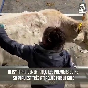 1M views · 22K reactions | Betsy nous a réservé une surprise de...