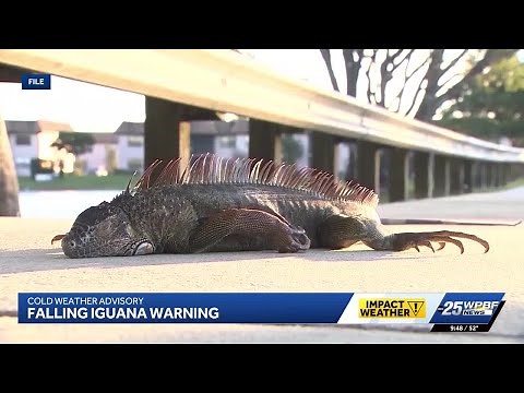 VIDEO: Iguanas falling from trees in Florida