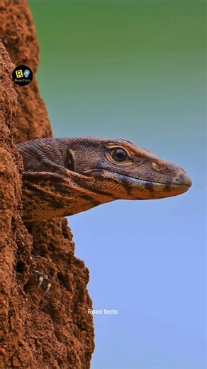 Monitor lizard jungle er dim chor
