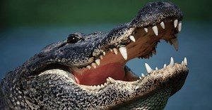 Florida Man Catches Alligator in Trash Can