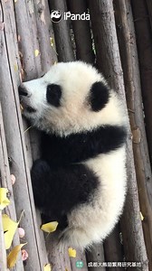 Name a sound that is cuter than the sound of the baby panda’s little burps! #HiPanda #PandaMoment | iPanda