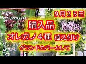 【購入品】紐のような花のオレガノ/ライム葉/紅葉/シックな赤紫のつぼみ/ガイラルディア グレープセンセーション/ＨＢＡのハイドランジア パニキュラータ/矮性キキョウ【オレガノ植え付け】