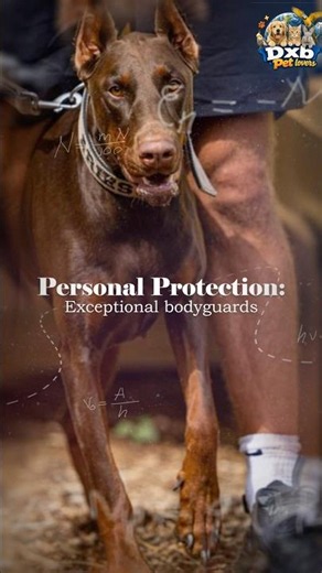 The Shocking Truth About Dobermans! 🐕⚡. Watch this