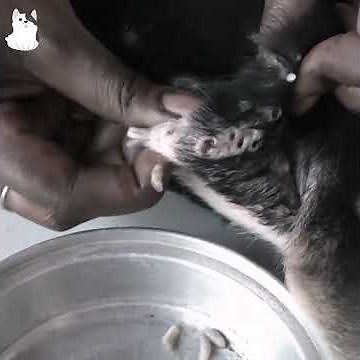 Rescue Dog mango-worms removal 15