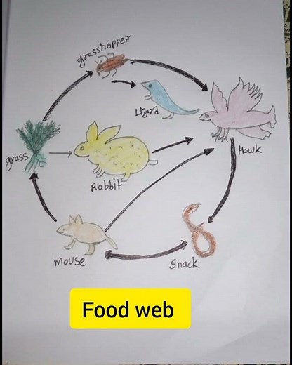 #drawing# #food web ## drawing ##drawing