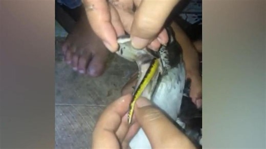 Familie im Visier der Giftschlange! Haus-Ente frisst Kobra