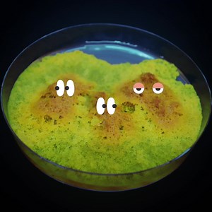 2.2K views · 191 reactions | "Moi le blob" le journal intime des blobs chez @humensciences le guide pratique pour élever des blobs à la maison et à l'école ! https://www.humensciences.com/livre/Moi-le-blob/120 #blob #blobart #blobby #bloblove | Audrey Dussutour | Facebook