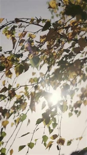 Wind Blowing Through Trees | Calm Forest Nature Sound#youtubeshorts #winning #windsounds #viral