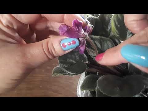 How to reproduce an african violet chimera. PART 1