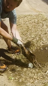 What a beautiful Pokémon | Animals TV