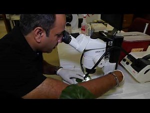 Tour of LSU AgCenter Plant Diagnostic Lab (Part 1 )