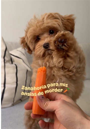 Pequeño Maltipoo Amante de Zanahorias