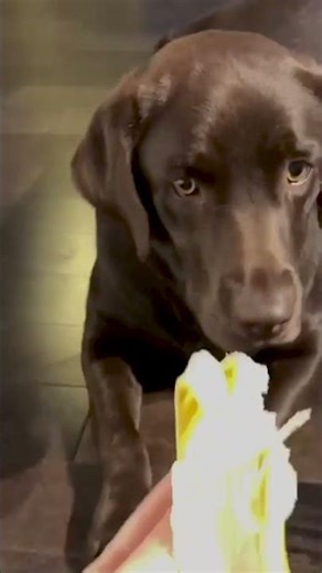 Greedy Labrador Gobbles Up Banana
