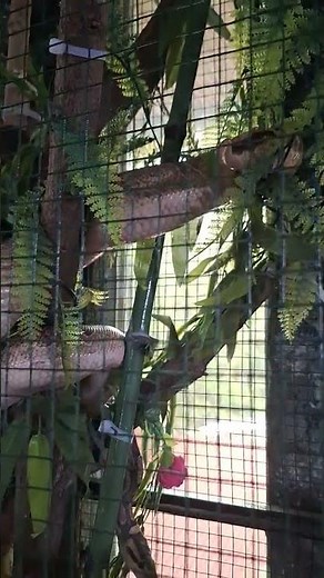 Pumpkin Ball Python 2 : Exploring new home 😉