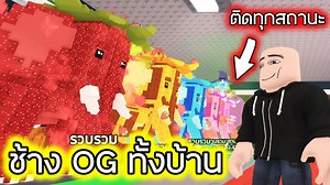 143K views · 2.5K reactions | Roblox : ช้าง OG ทั้งบ้าน ติดทุกสถานะ -...