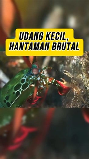 Fakta Udang Mantis, Pukulan Terkuat di Laut yang Bisa Hancurkan Cangkang???