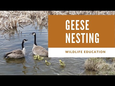 Geese Nesting