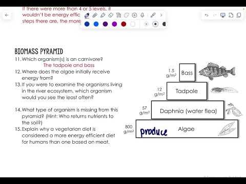 Ecological Pyramids Worksheet Review