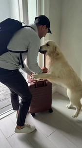 What do you think happened while dad was gone? 👀 #dogsoftiktok #husky #goldenretriever #puppy #dogs