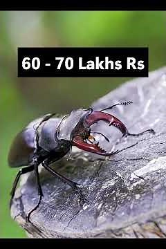 “Unbelievable Facts About Stag Beetles You Didn’t Know!”
