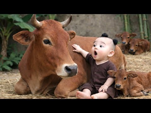 Con bò - con bò con - nhạc con bò - con bò ăn cỏ - bài hát con bò - nhạc chế con bò. #conbo