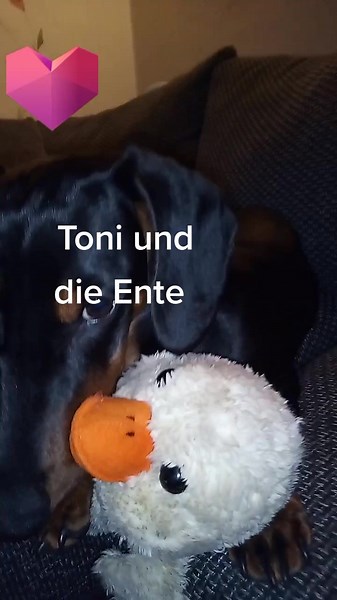 Dackel Toni und die Ente #teckel #wohnmobilmithund #dackeltoni #hund #dachshund #dackel #wauzi #ente