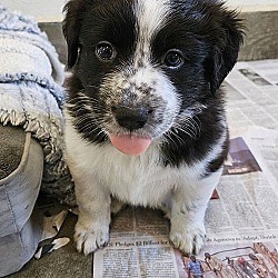 Agoura Hills, CA - Border Collie. Meet OLIVE a Pet for Adoption - AdoptaPet.com