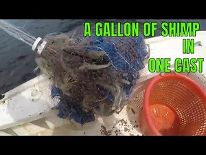 A GALLON OF SHRIMP IN ONE CAST...