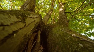 Free video - Trees, Leaves, Trunks, Branches