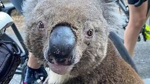 Incredible moment Koala stops cyclist to drink water